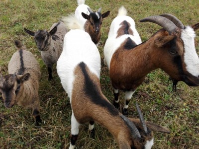 img.jpg (164.6 KiB) Osservato 700 volte img.jpg