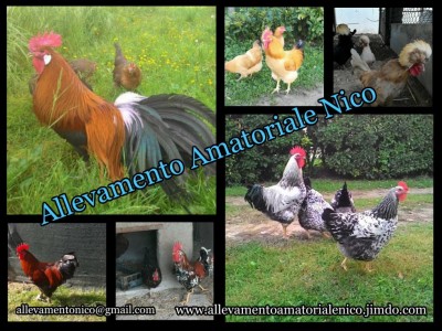 foto allevamento.jpg (152.47 KiB) Osservato 1081 volte foto allevamento.jpg