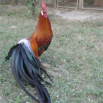 phoenix pro.jpg (150.28 KiB) Osservato 874 volte phoenix pro.jpg