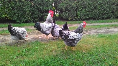 maculate 3.jpg (131.58 KiB) Osservato 874 volte maculate 3.jpg