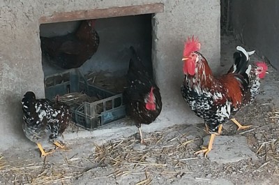 Millefiori.jpeg (180.33 KiB) Osservato 874 volte Millefiori.jpeg