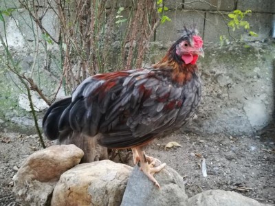 La foto non è di oggi ma di 2 settimane fa / IMG_20180704_194324-992x744.jpg IMG_20180704_194324-992x744.jpg