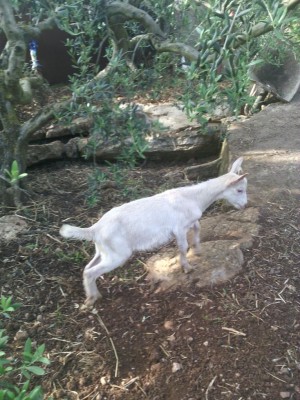 IMG_20180521_184529.jpg (144.38 KiB) Osservato 701 volte IMG_20180521_184529.jpg