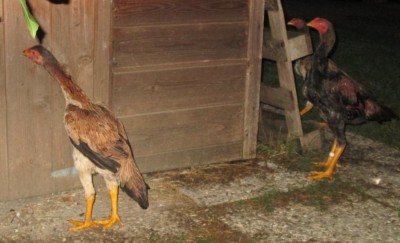 IMG_7427.JPG (69.52 KiB) Osservato 636 volte IMG_7427.JPG