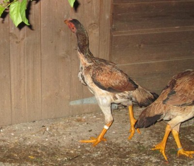 IMG_7428.JPG (111.24 KiB) Osservato 636 volte IMG_7428.JPG