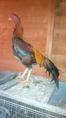 IMG-20180730-WA0000.jpg (70.63 KiB) Osservato 635 volte IMG-20180730-WA0000.jpg