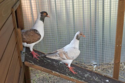 DSC_0261.JPG (100.46 KiB) Osservato 593 volte DSC_0261.JPG