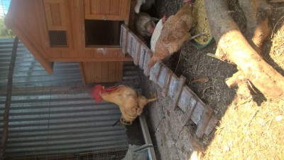 WP_20180805_13_18_22_Pro.jpg (91.09 KiB) Osservato 693 volte WP_20180805_13_18_22_Pro.jpg