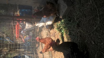 WP_20180805_13_19_34_Pro.jpg (106.13 KiB) Osservato 693 volte WP_20180805_13_19_34_Pro.jpg