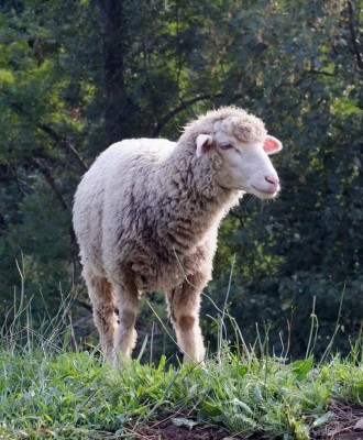 DSCF9004.JPG (155.46 KiB) Osservato 744 volte DSCF9004.JPG