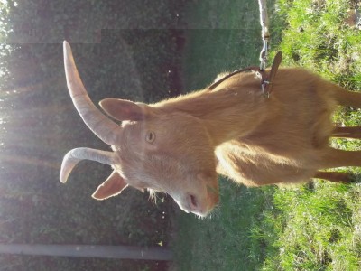 20180313_145135.jpg (108.63 KiB) Osservato 1031 volte 20180313_145135.jpg