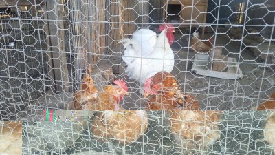 20180929_175517.jpg (153.19 KiB) Osservato 660 volte 20180929_175517.jpg