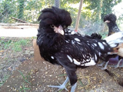 IMG_20180907_183823.jpg (139.67 KiB) Osservato 789 volte IMG_20180907_183823.jpg