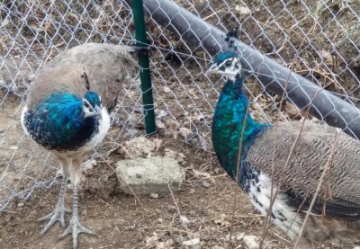 IMG_20190113_120427_622.jpg (164.72 KiB) Osservato 1137 volte IMG_20190113_120427_622.jpg