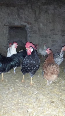 Galli 2.jpg (79.34 KiB) Osservato 855 volte Galli 2.jpg