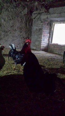 Galli 3.jpg (53.58 KiB) Osservato 855 volte Galli 3.jpg