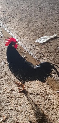 20190203_152850-1470x3024.jpg (147.47 KiB) Osservato 679 volte 20190203_152850-1470x3024.jpg