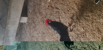 20190203_152902.jpg (131.52 KiB) Osservato 654 volte 20190203_152902.jpg