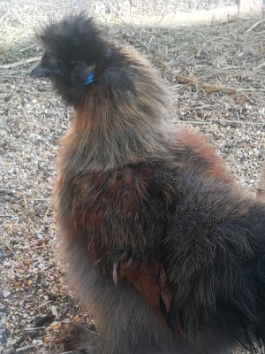 IMG_20190219_143431-2232x2976.jpg (144.66 KiB) Osservato 652 volte IMG_20190219_143431-2232x2976.jpg