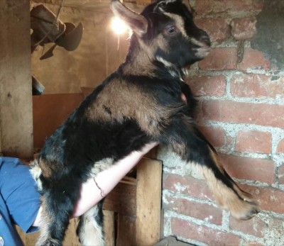 IMG-20190314-WA0000.jpg (145.4 KiB) Osservato 775 volte IMG-20190314-WA0000.jpg