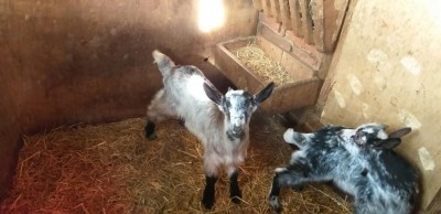 IMG-20190314-WA0002.jpg (67.91 KiB) Osservato 775 volte IMG-20190314-WA0002.jpg