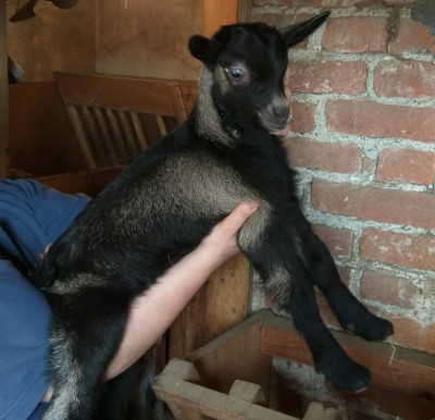 IMG-20190314-WA0005.jpg (112.32 KiB) Osservato 775 volte IMG-20190314-WA0005.jpg