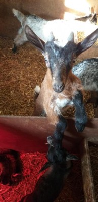 IMG-20190314-WA0004.jpg (69.29 KiB) Osservato 775 volte IMG-20190314-WA0004.jpg