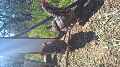 WP_20190323_12_27_54_Pro.jpg (157.47 KiB) Osservato 941 volte WP_20190323_12_27_54_Pro.jpg