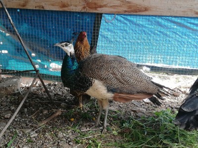 IMG_20200125_124818.jpg (233.37 KiB) Osservato 1257 volte IMG_20200125_124818.jpg