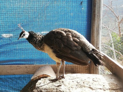 IMG_20200125_124809.jpg (252.38 KiB) Osservato 1256 volte IMG_20200125_124809.jpg