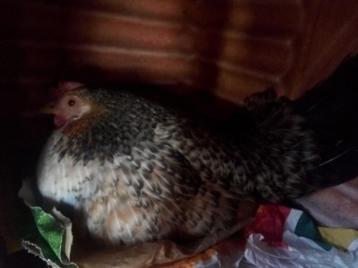 IMG_20200407_130642.jpg (56.1 KiB) Osservato 835 volte IMG_20200407_130642.jpg