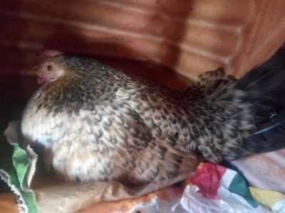 IMG_20200407_130636.jpg (69.48 KiB) Osservato 835 volte IMG_20200407_130636.jpg