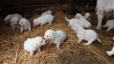 20200423_153800.jpg (116.87 KiB) Osservato 796 volte 20200423_153800.jpg