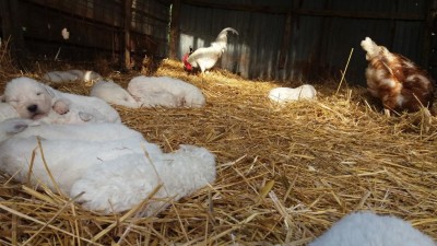 20200418_174753.jpg (110.4 KiB) Osservato 796 volte 20200418_174753.jpg