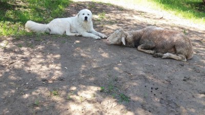 20200424_120504.jpg (129.97 KiB) Osservato 707 volte 20200424_120504.jpg