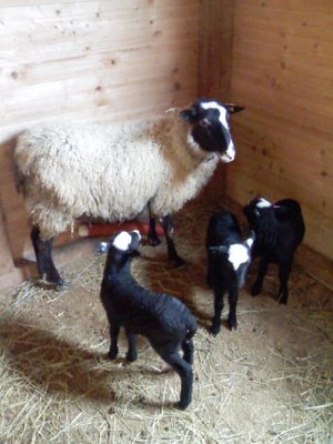 Foto0012.jpg (115.55 KiB) Osservato 820 volte Foto0012.jpg