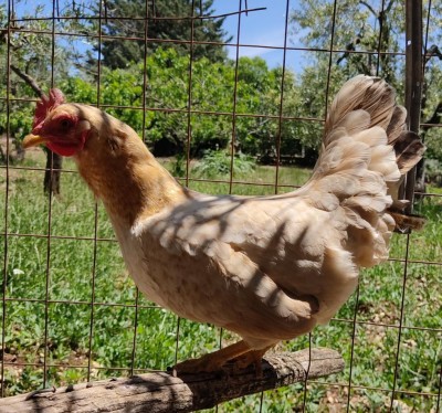 IMG_20200526_142837.jpg (201.52 KiB) Osservato 645 volte IMG_20200526_142837.jpg