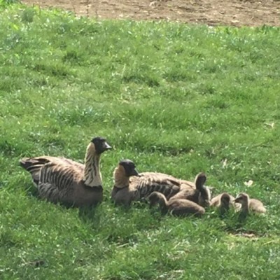 OCHE 2.jpg (130.81 KiB) Osservato 936 volte OCHE 2.jpg