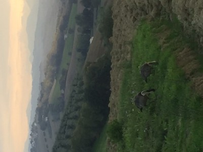 oca delle hawaii.jpg (75.33 KiB) Osservato 936 volte oca delle hawaii.jpg