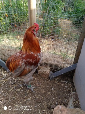 IMG_20200630_192042.jpg (190.95 KiB) Osservato 727 volte IMG_20200630_192042.jpg