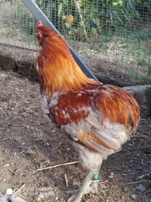 IMG_20200630_191232.jpg (175.7 KiB) Osservato 727 volte IMG_20200630_191232.jpg