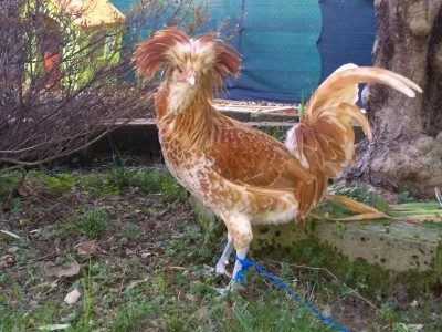 IMG_20201109_164612994.jpg (157.74 KiB) Osservato 3885 volte IMG_20201109_164612994.jpg