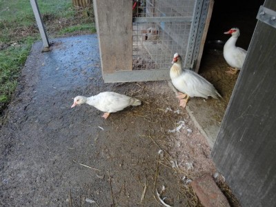 DSC00017.JPG (149.53 KiB) Osservato 3648 volte DSC00017.JPG