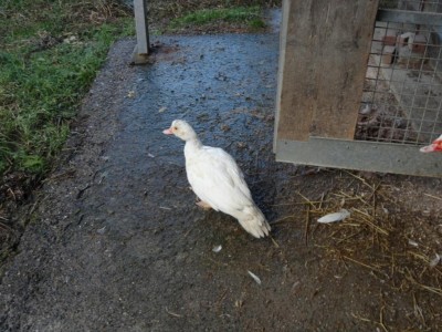 DSC00018.JPG (128.33 KiB) Osservato 3877 volte DSC00018.JPG