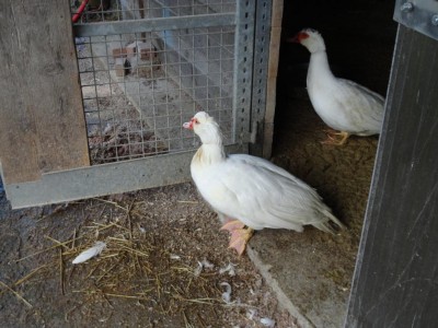 DSC00019.JPG (113.97 KiB) Osservato 3646 volte DSC00019.JPG