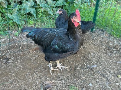 WhatsApp Image 2022-11-17 at 18.00.42 (5).jpeg (216.13 KiB) Osservato 2985 volte WhatsApp Image 2022-11-17 at 18.00.42 (5).jpeg