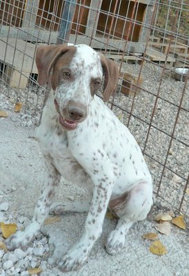 lir11.jpg (99.72 KiB) Osservato 696 volte lir11.jpg