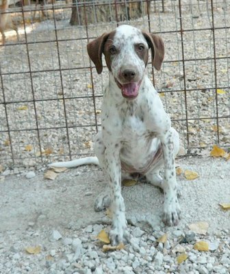 lir12.jpg (315.64 KiB) Osservato 696 volte lir12.jpg