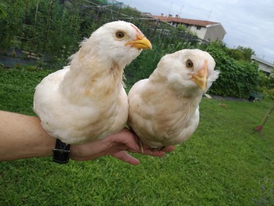 cccc.jpg (263.22 KiB) Osservato 5567 volte cccc.jpg