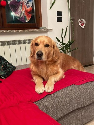 Foto 1.jpeg (126.54 KiB) Osservato 619 volte Foto 1.jpeg